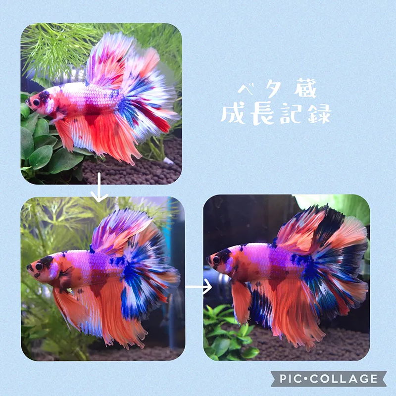 ベタの成長記録をまとめた写真コラージュ