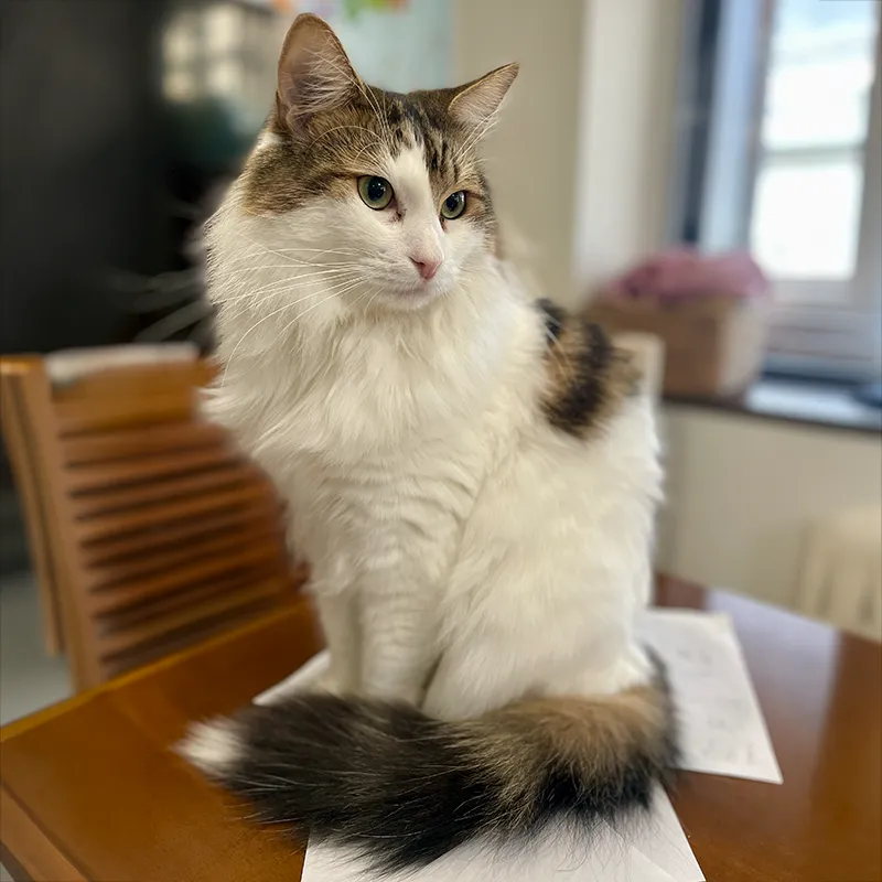 単色ハーフトーン加工に使用した猫の元写真