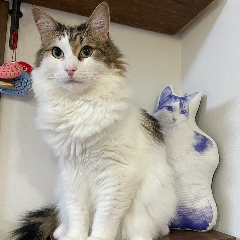 モデルの猫とハーフトーンで熱転写したクッションのサイズ比較